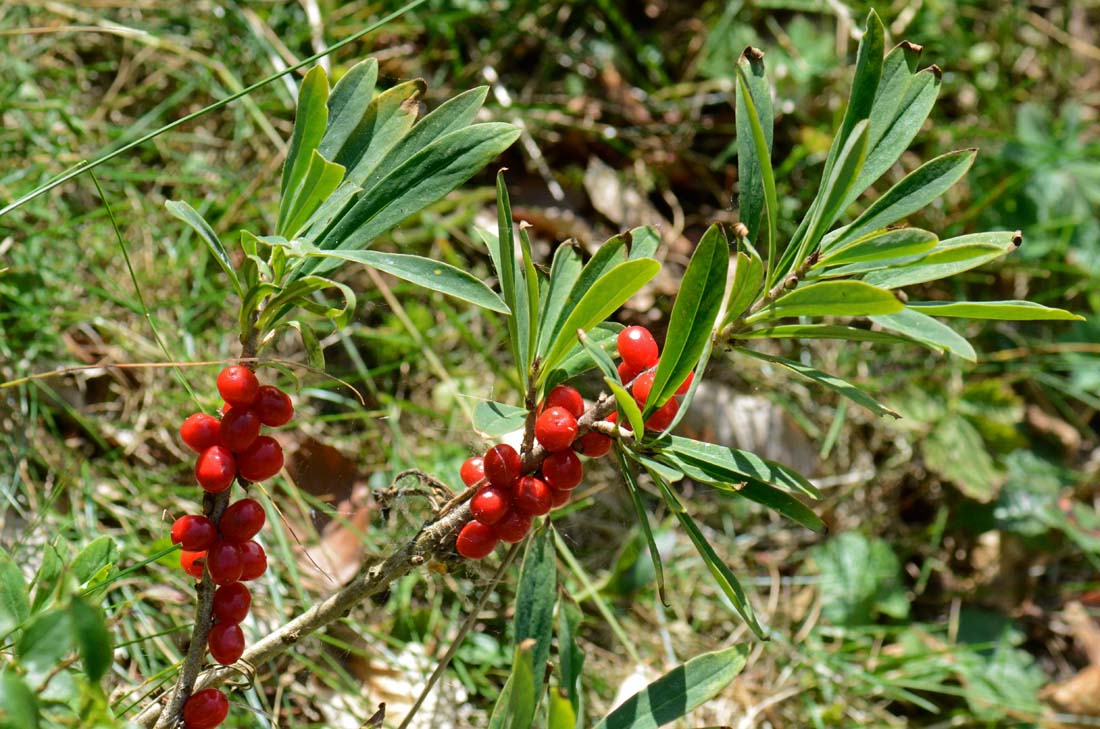 Daphne mezereum / Mezereo o Fior di stecco
